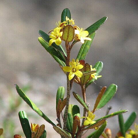 Phebalium whitei unspecified picture