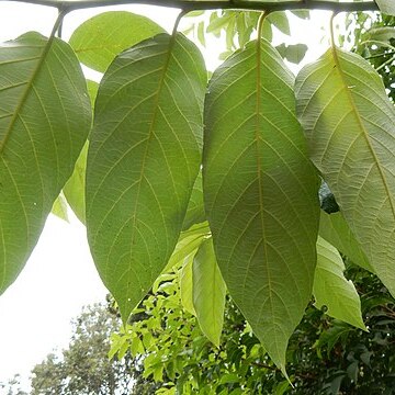 Alphitonia whitei unspecified picture