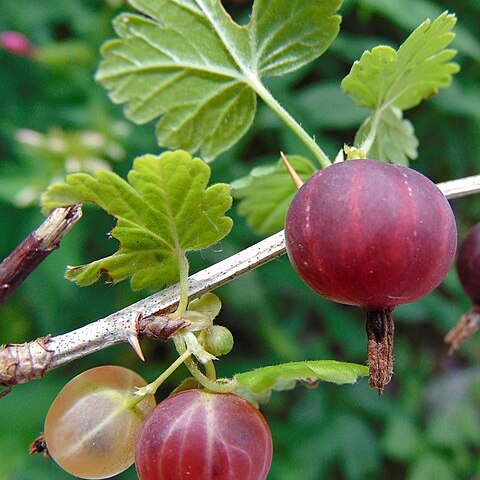 Ribes hirtellum unspecified picture