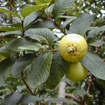 Psidium unspecified picture