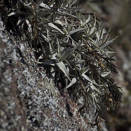 Tillandsia arequitae unspecified picture