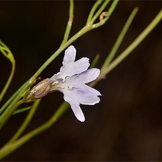 Leschenaultia filiformis unspecified picture