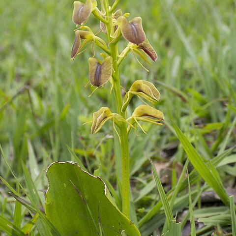 Liparis vexillifera unspecified picture