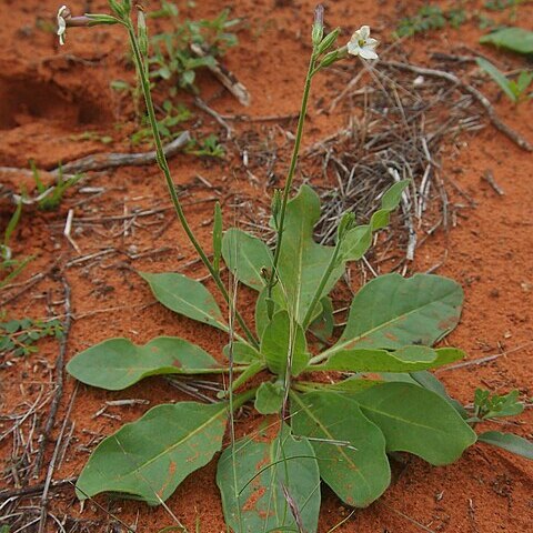 Nicotiana rosulata unspecified picture