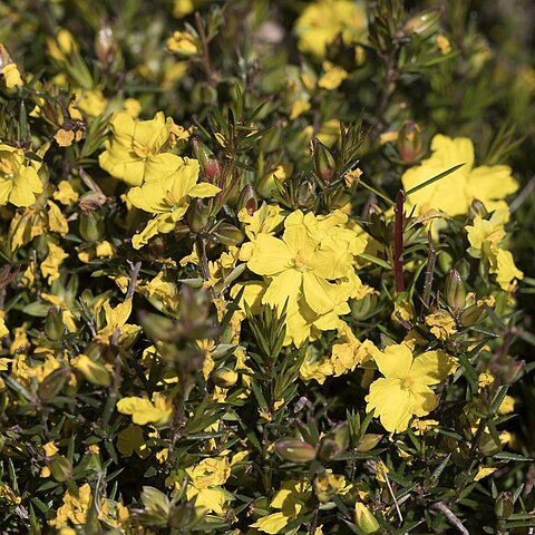 Hibbertia exutiacies unspecified picture