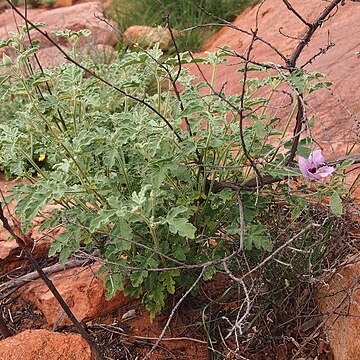 Hibiscus solanifolius unspecified picture