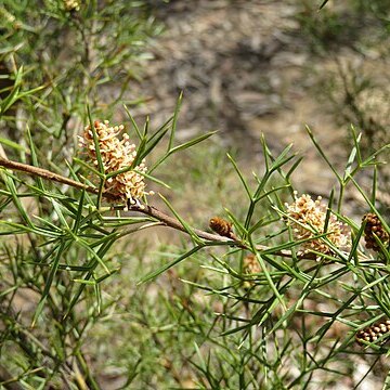 Grevillea raybrownii unspecified picture