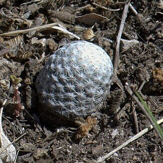 Mammillaria albiflora unspecified picture