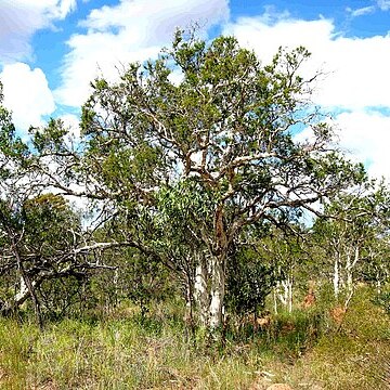 Melaleuca tamariscina unspecified picture