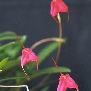 Masdevallia barlaeana unspecified picture