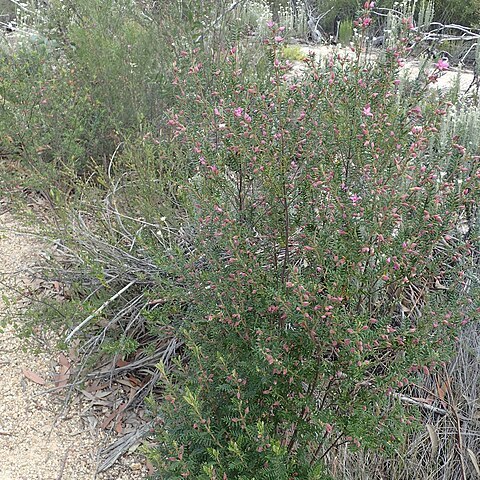 Boronia amabilis unspecified picture