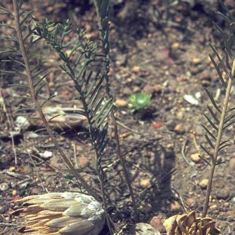 Banksia bipinnatifida unspecified picture