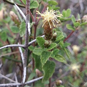 Brickellia veronicifolia unspecified picture