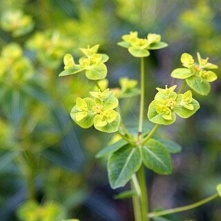 Euphorbia pekinensis unspecified picture