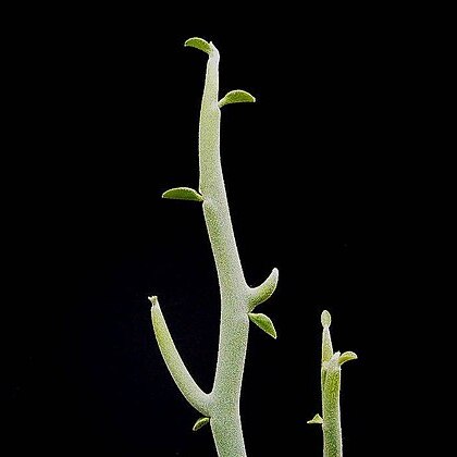 Euphorbia lomelii unspecified picture