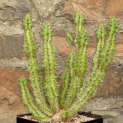 Euphorbia knobelii unspecified picture