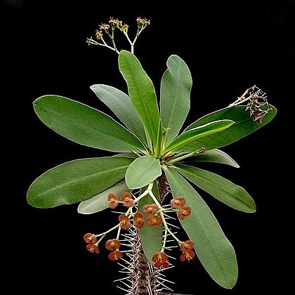 Euphorbia horombensis unspecified picture