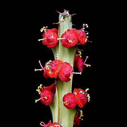 Euphorbia fluminis unspecified picture