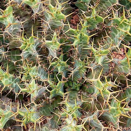 Euphorbia umfoloziensis unspecified picture