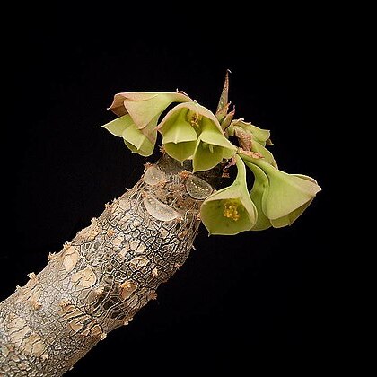 Euphorbia millotii unspecified picture