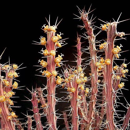 Euphorbia eyassiana unspecified picture