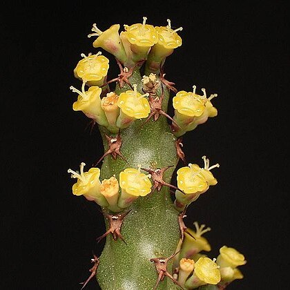 Euphorbia whellanii unspecified picture