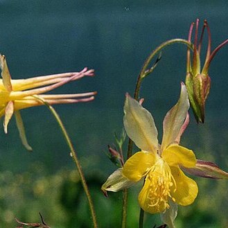 Aquilegia chaplinei unspecified picture