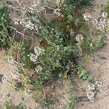 Dithyrea californica unspecified picture