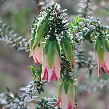 Darwinia meeboldii unspecified picture