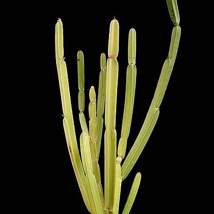 Euphorbia sipolisii unspecified picture