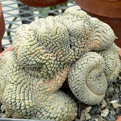 Euphorbia piscidermis unspecified picture