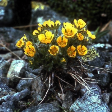 Potentilla robbinsiana unspecified picture