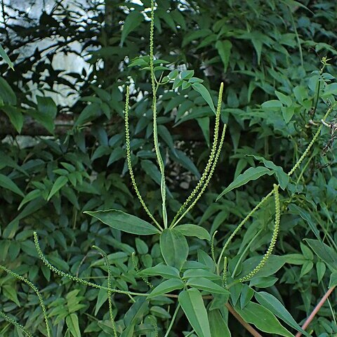 Peperomia bernieriana unspecified picture