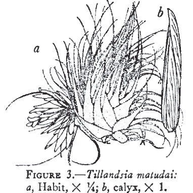 Tillandsia matudae unspecified picture