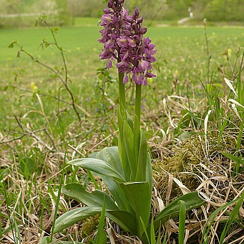 Orchis x loreziana unspecified picture