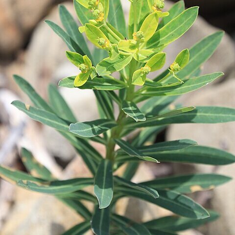 Euphorbia jolkinii unspecified picture