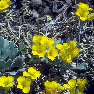 Physaria bellii unspecified picture