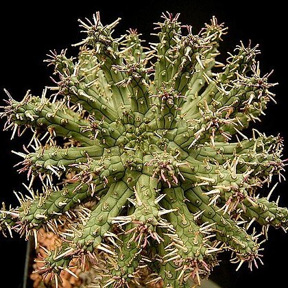 Euphorbia arida unspecified picture