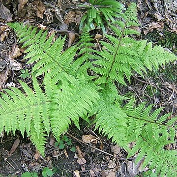 Athyrium unspecified picture