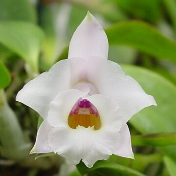 Cattleya alaorii unspecified picture