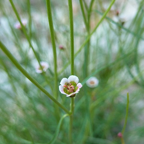 Euphorbia aaron-rossii unspecified picture