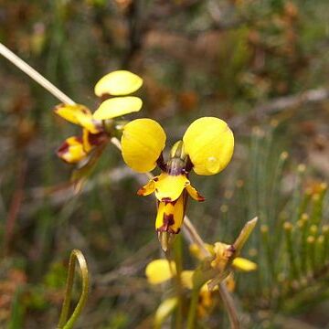 Diuris laxiflora unspecified picture