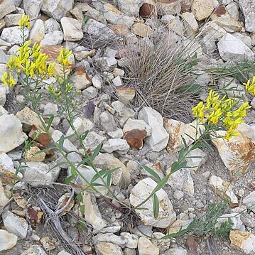 Genista sibirica unspecified picture