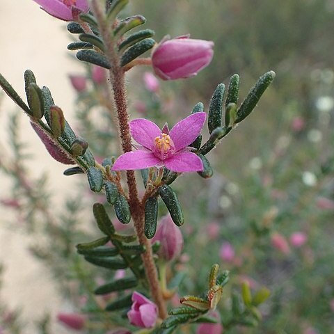 Boronia amabilis unspecified picture