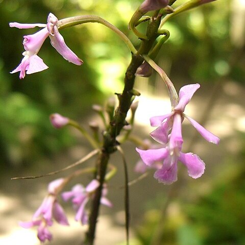 Epidendrum blepharistes unspecified picture