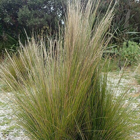 Austrostipa stipoides unspecified picture