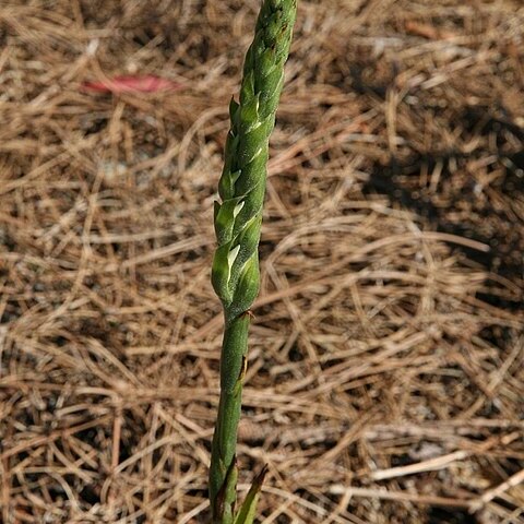 Physostegia purpurea unspecified picture