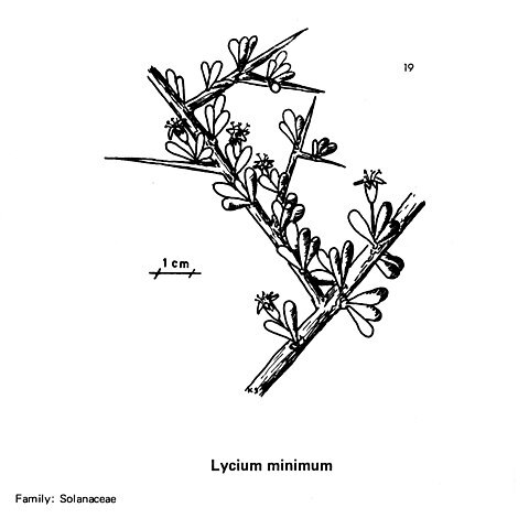 Lycium minimum unspecified picture