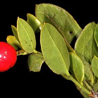 Rhoiacarpos capensis unspecified picture