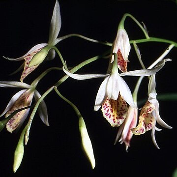 Barkeria obovata unspecified picture